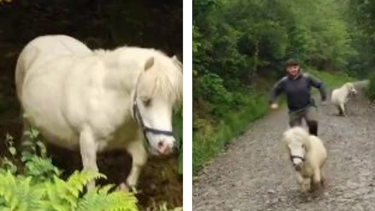 Surprising Find Woman and Her Dog Meet a Little Friend in a Ditch