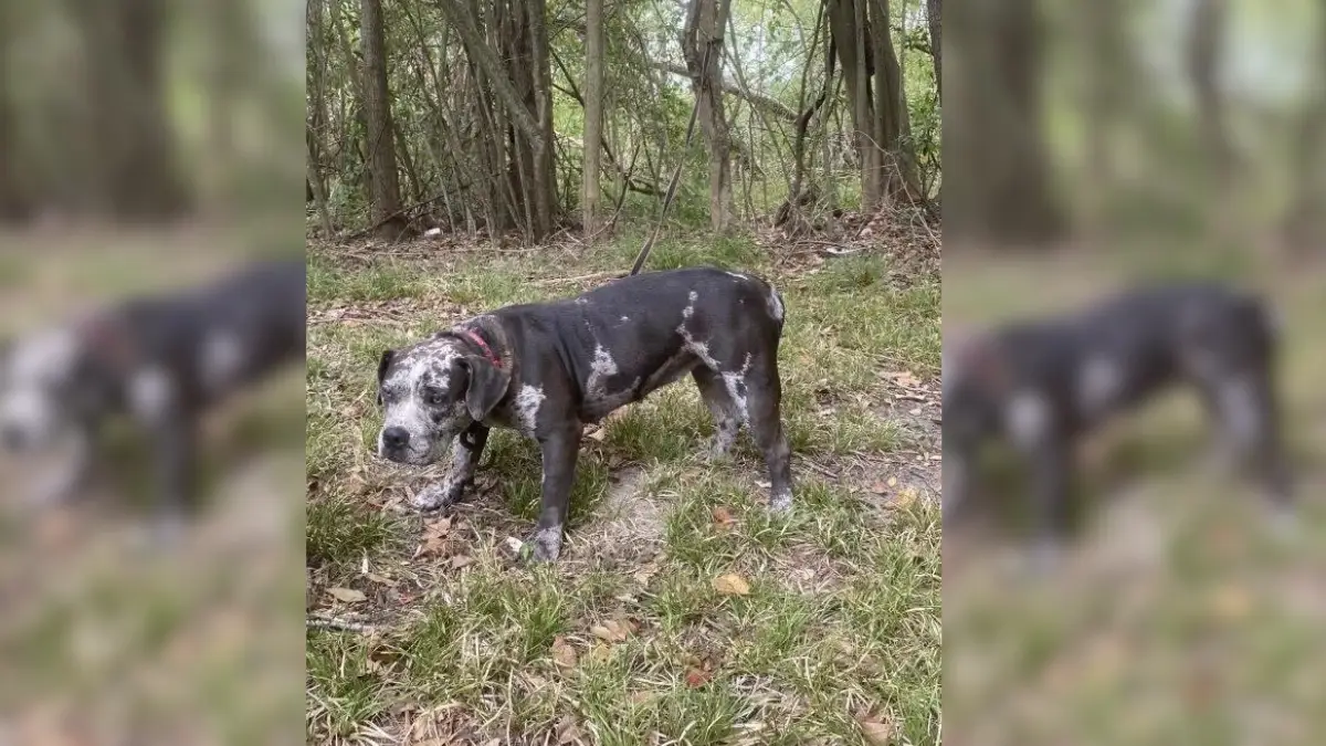 Tears Flowed as Rescuers Discovered the Horror Behind the Cemetery