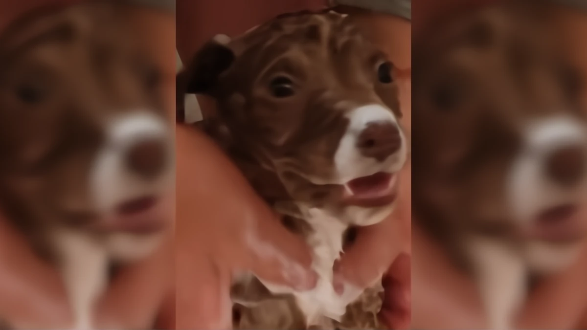 Terrified Puppy Screams for Help, Finally Held by Rescuer