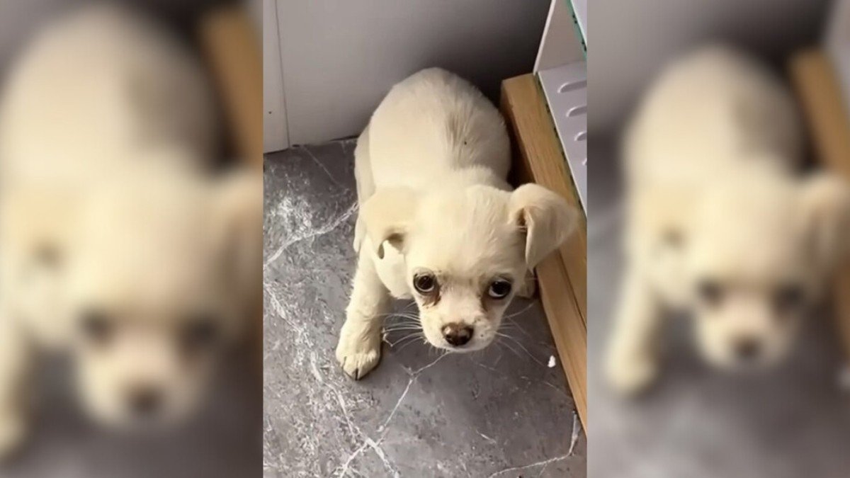 Terrified Puppy Seeks Comfort in a Stores Safe Haven