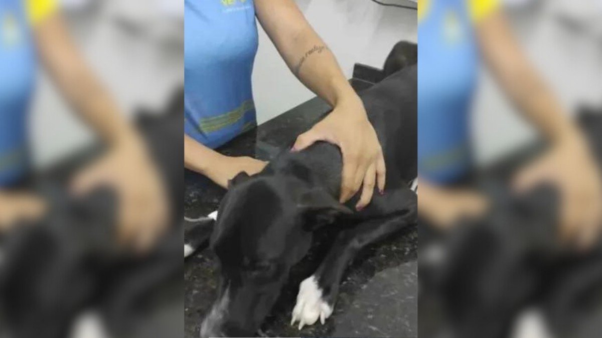 The Day a Stray Dog Walked into a Vet Clinic and Changed His Fate