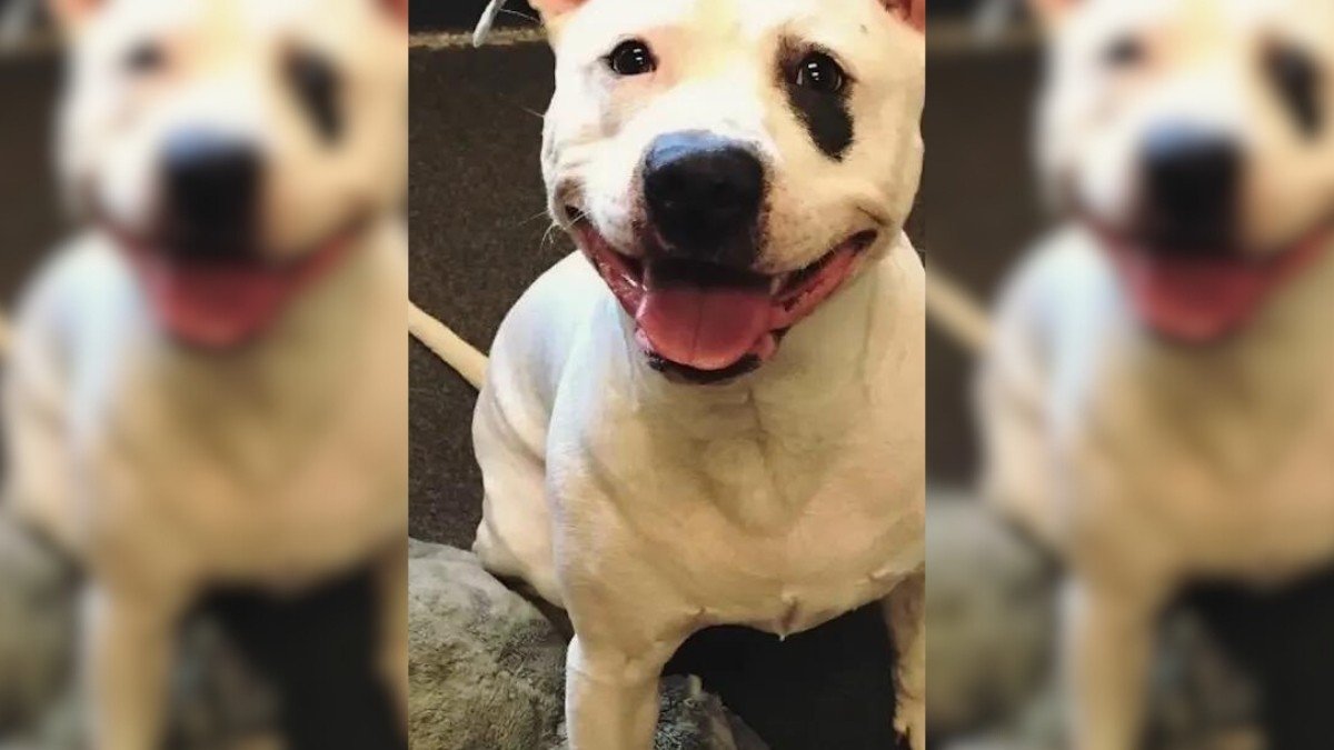 The Stuffed Elephant and the Dog Who Found Hope Again