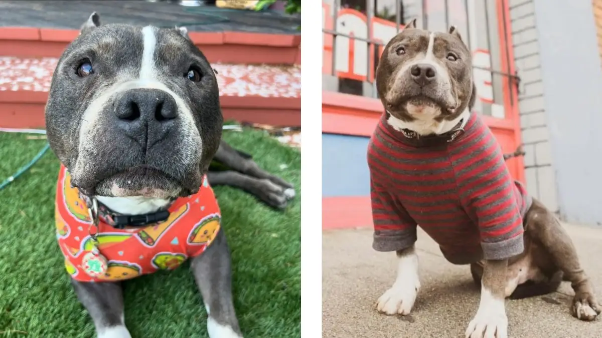 This 14-Year-Old Pittie Was Called a ‘Hospice Patient,’ Now He’s Thriving Like Never Before