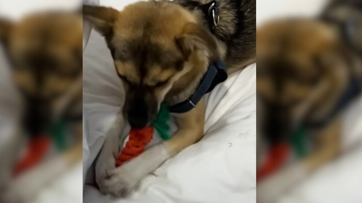 This Athlete Found a Stray Dog at Practice and Changed Both Their Lives