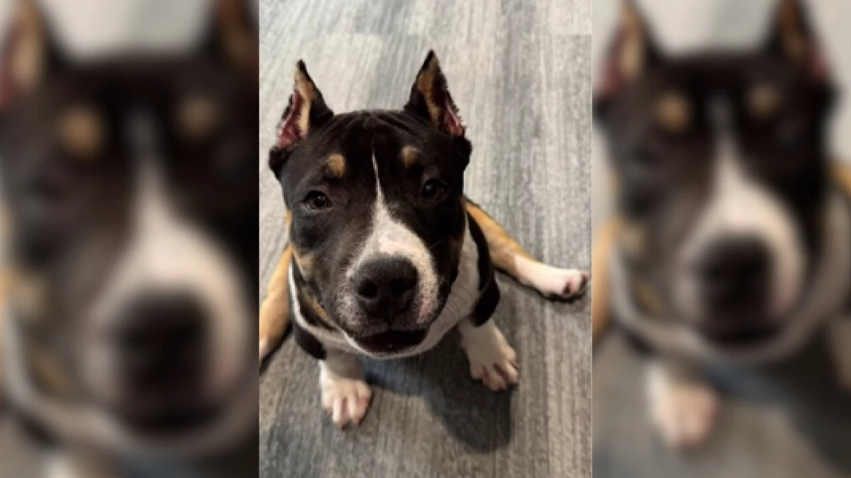 Woman Brings Joy to Terminally Ill Dog's Final Months