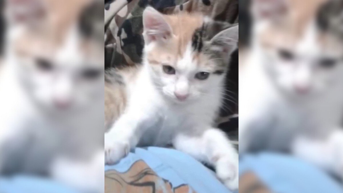 Yorkie to the Rescue: Homeless Kitten Finds a Friend