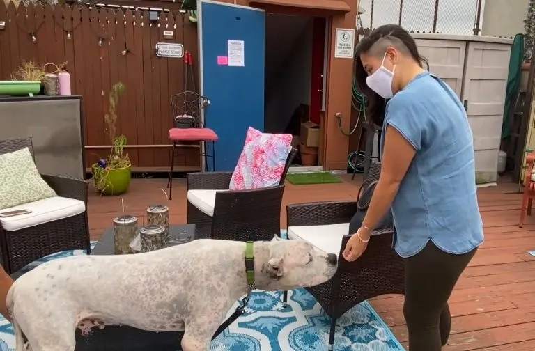 the dog sniffs the new owners hand 768x504 1