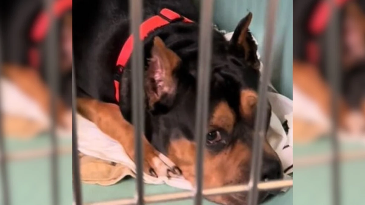 A Missing Pup’s Return Brings Unforgettable Joy