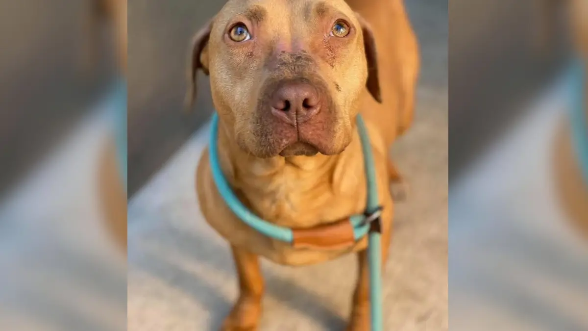 A Scared Stray Pittie Discovers the Healing Power of Love