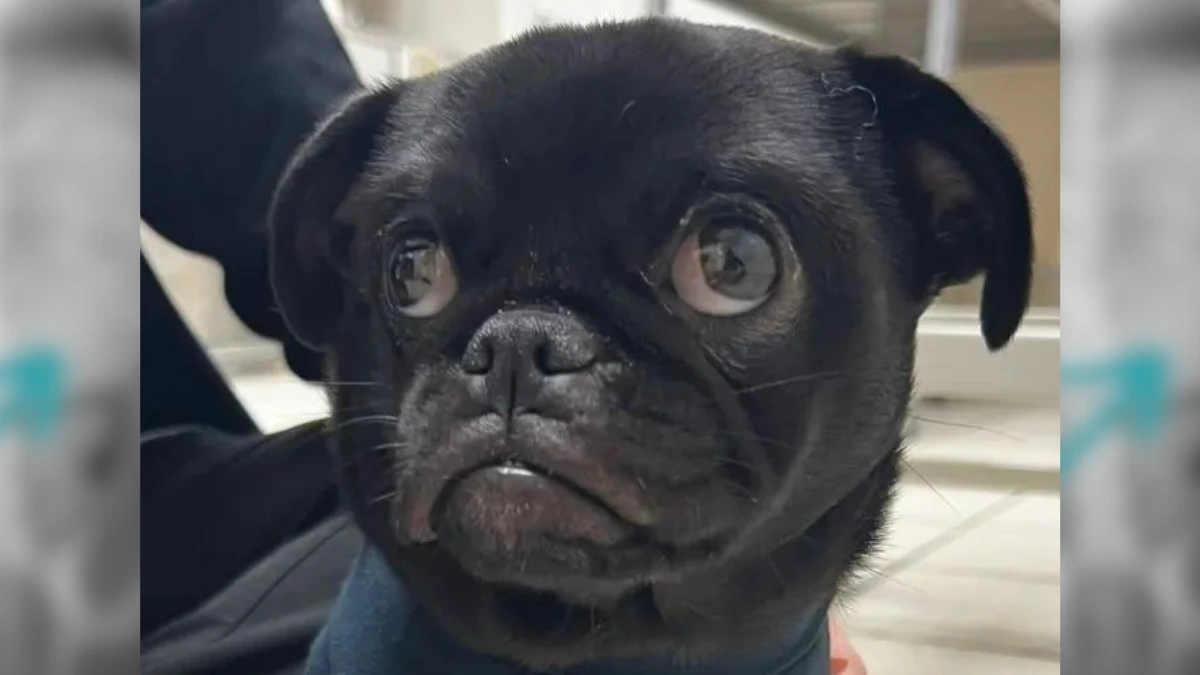 A Vet Visit That Revealed the Unthinkable