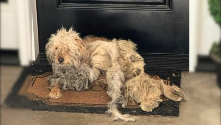 A Woman Found A Dog In Desperate State On Her Doorstep But Soon A Miracle Happened 728x410 1