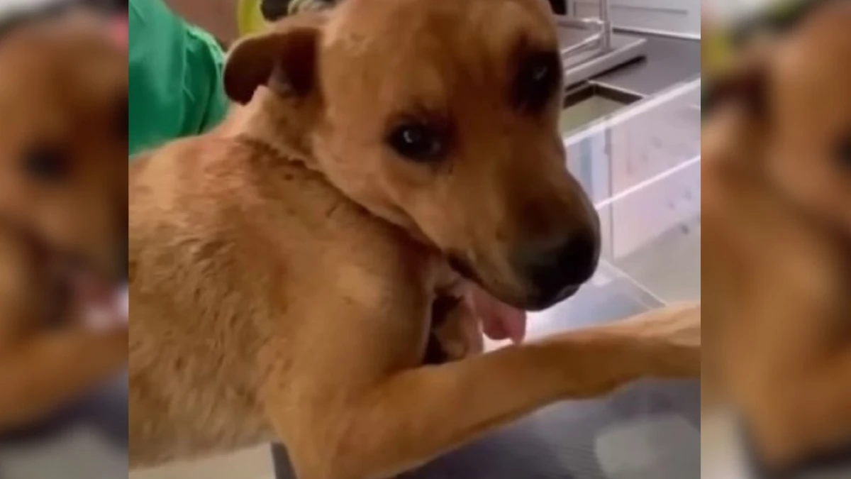 Abandoned Dog Hides in Pipes Hoping for Rescue