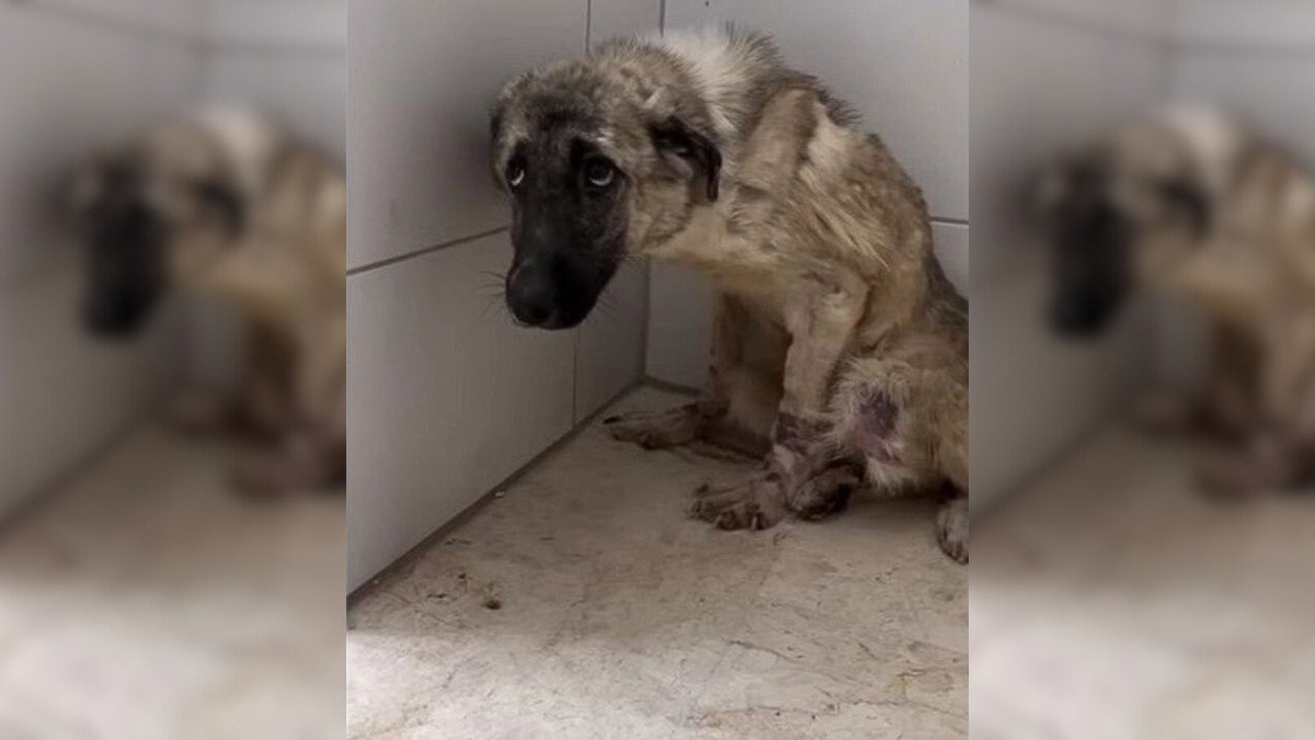 Abandoned Dog Tied to Fence Finds Joy and Love