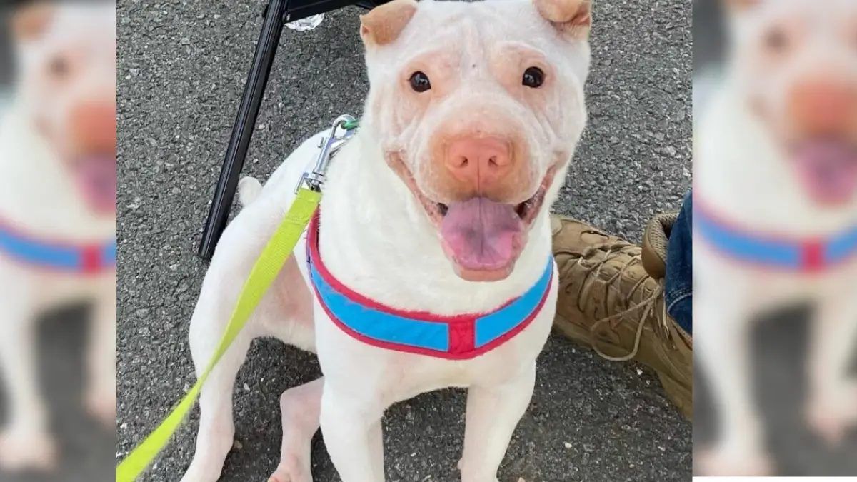 Abandoned Dog’s Journey to Finding Love and a Forever Home