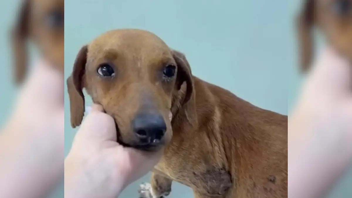 Abandoned Dog's Unwavering Hope Fades as He Waits for His Owner