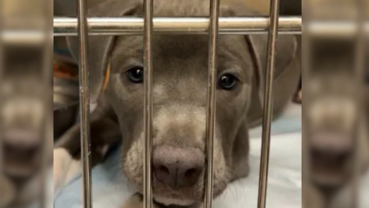 Abandoned Pup Stuck at Clinic for Days
