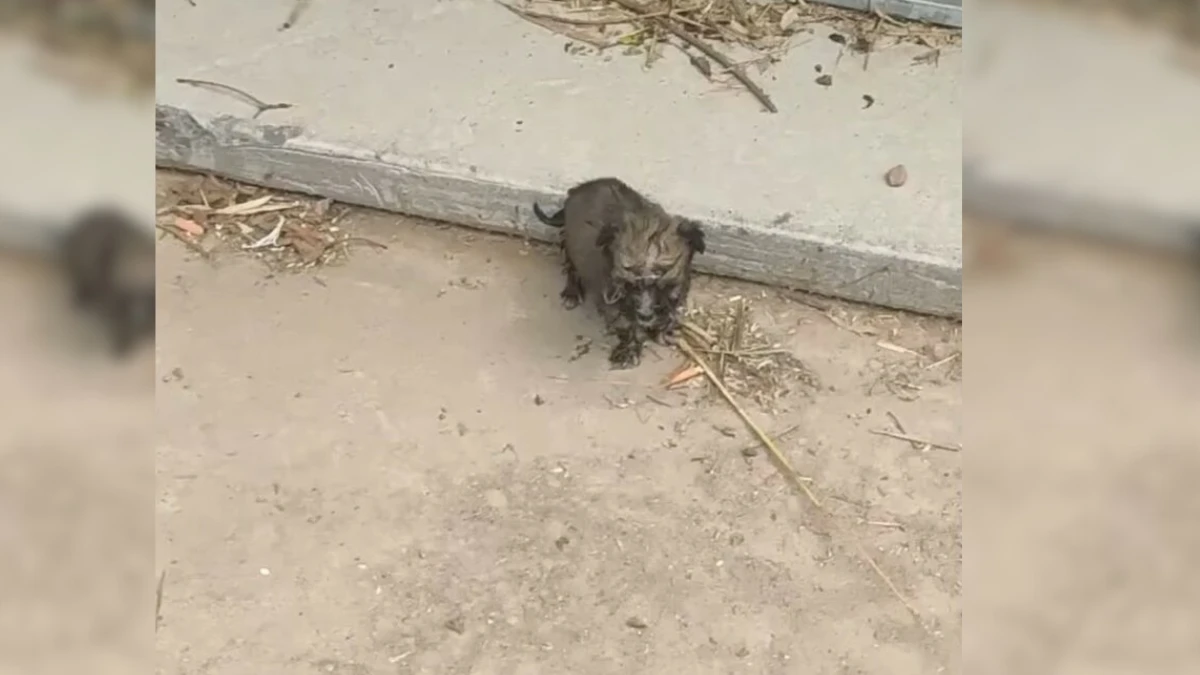 Abandoned Puppy Begs for Help, Finds His Hero