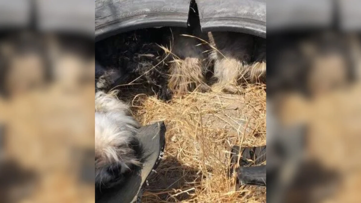 Abandoned Pups Survive Scorching Sun Thanks to a Kind Stranger