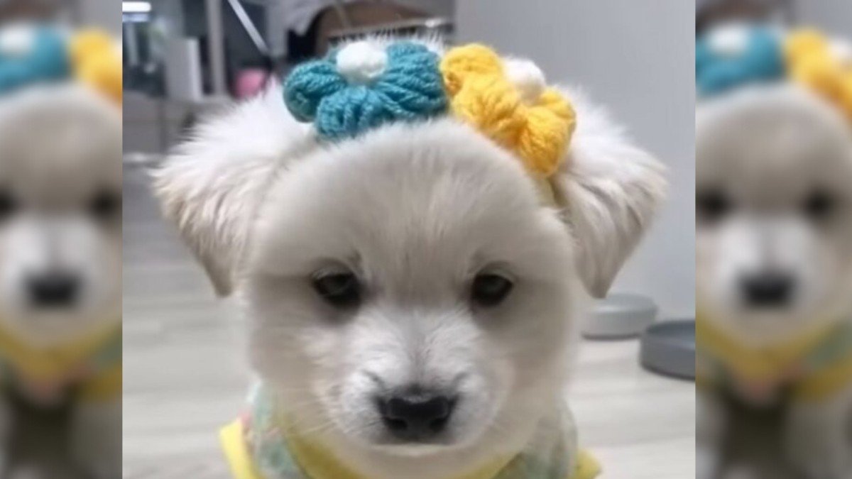 Adorable Puppy Found at Shelter Door Surprises Everyone 1 Adorable Puppy Found at Shelter Door Surprises Everyone