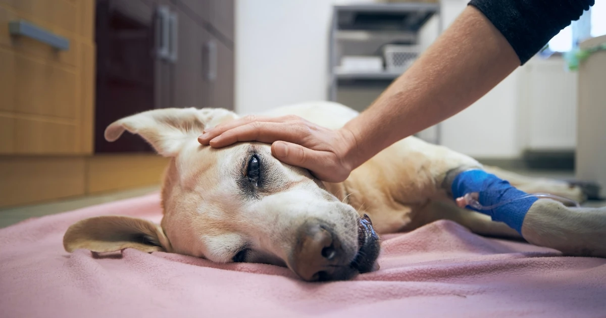 Bloating Can be Dangerous For Dogs 1 Bloating Can be Dangerous For Dogs