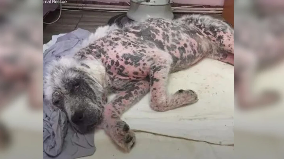 Brave Dog Won't Leave Her Friend Behind Despite Needing Help