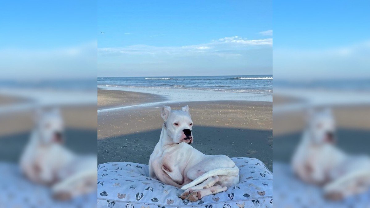 Brave Puppy Born Without Front Legs Discovers a Loving Family