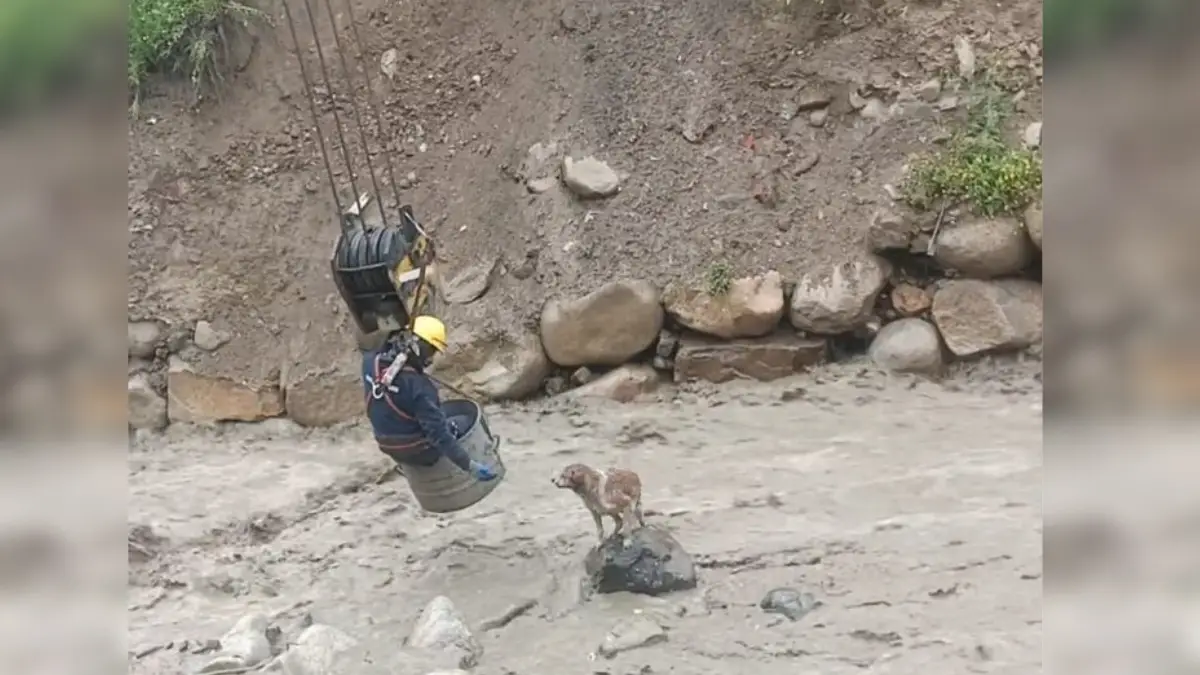 Brave Workers Risk Everything to Save Dog from Dangerous River