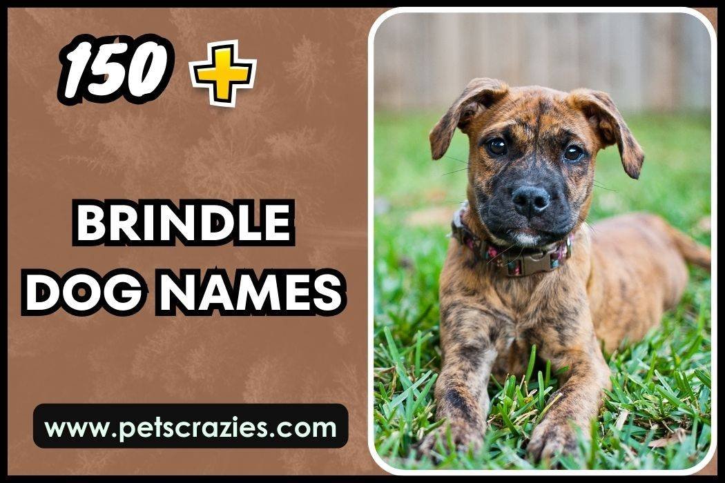 Brindle Dog Names