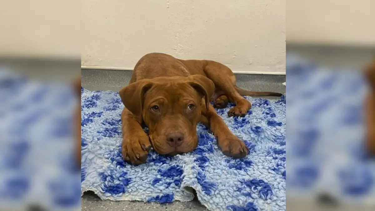 Broken and Abandoned, This Pit Bull Found a New Life 1 Broken and Abandoned, This Pit Bull Found a New Life