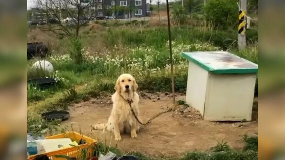 Chained Dog Finally Feels Love After a Stranger Steps In