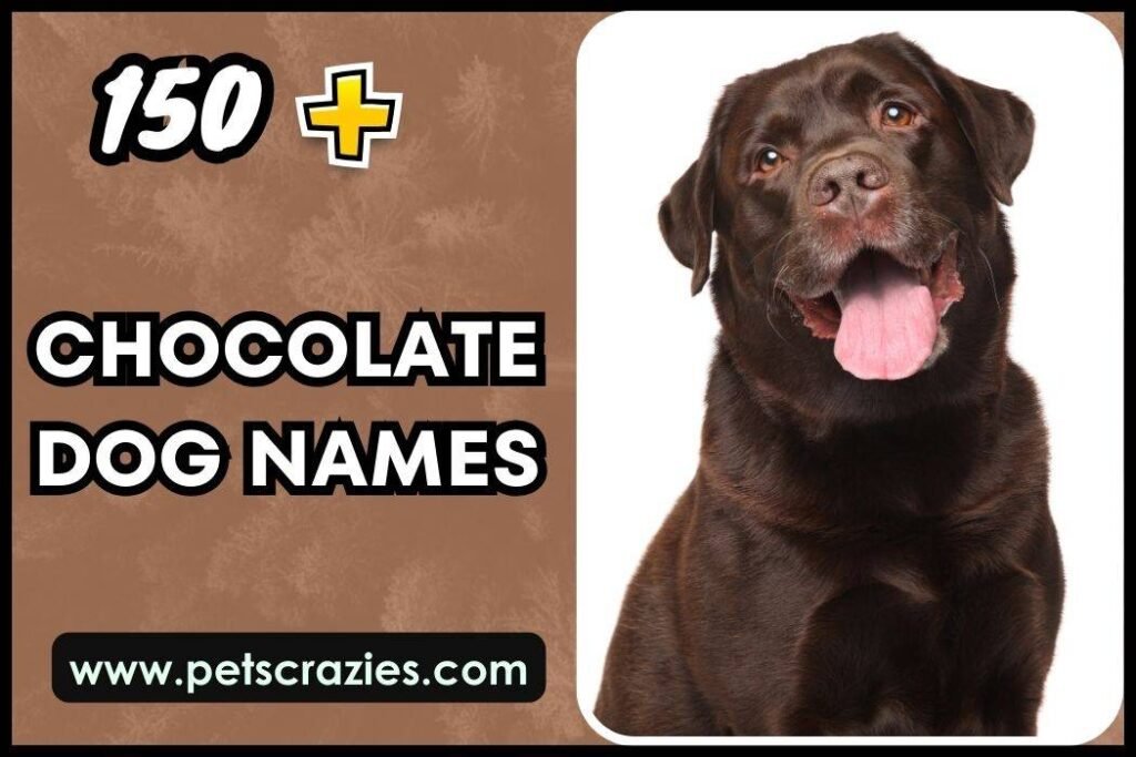 150+ Chocolate Dog Names - Unique Picks