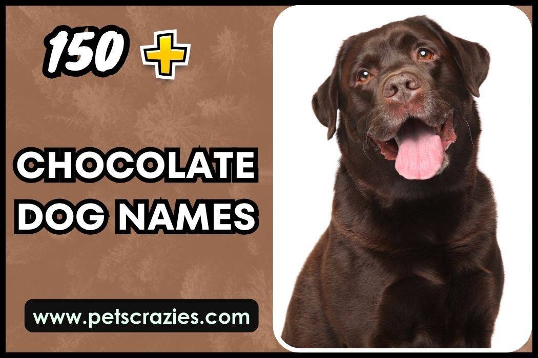 Chocolate Dog Names