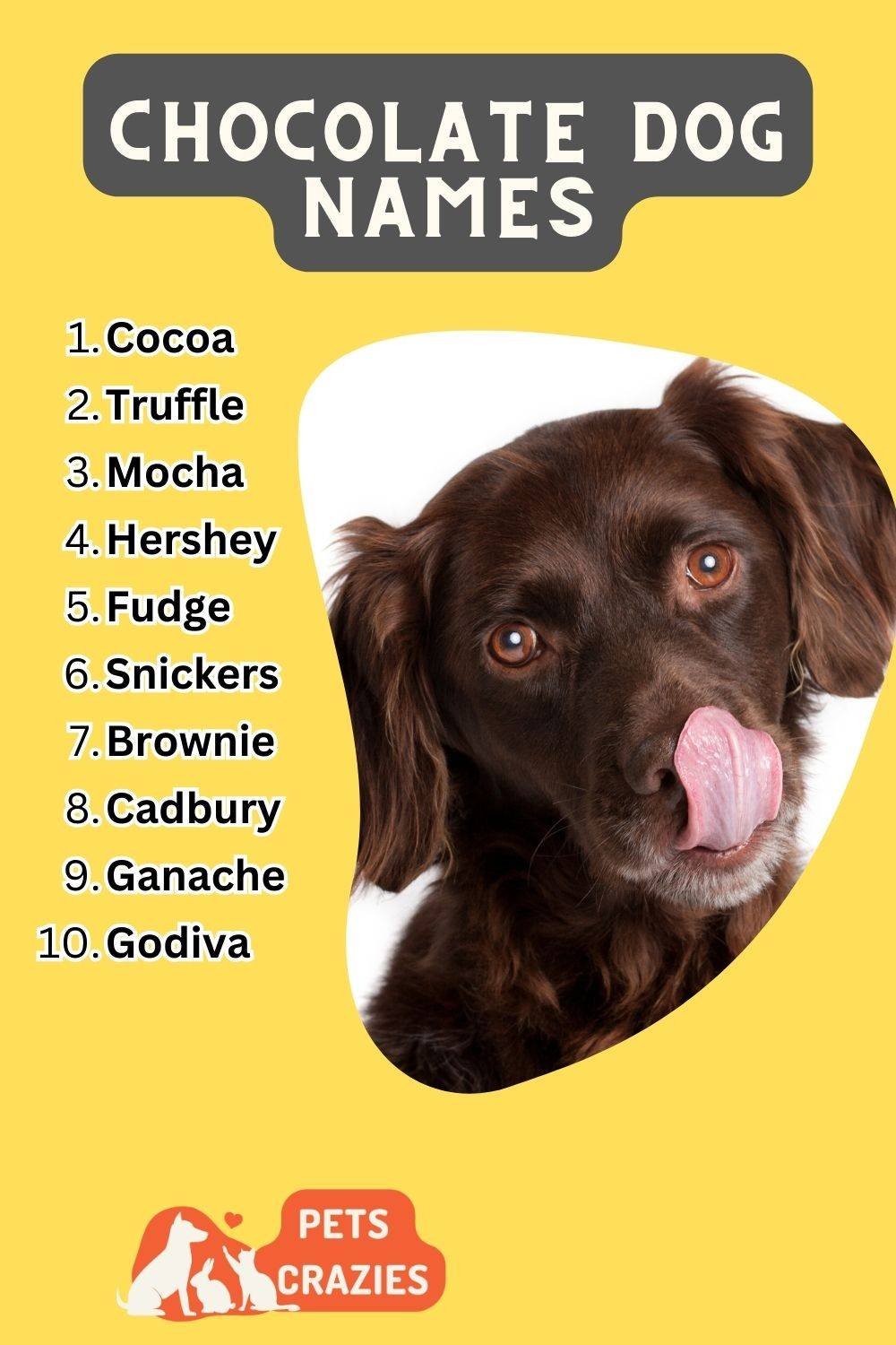 Chocolate Dog Names