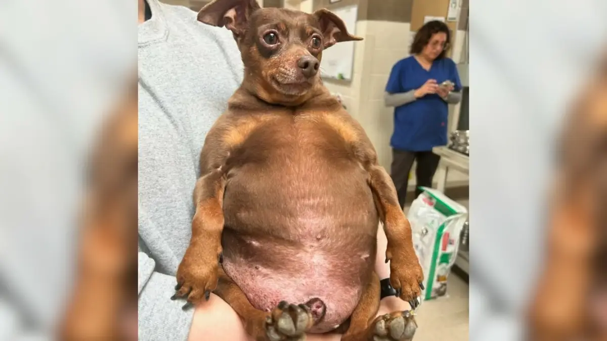 Chubby Puppy Finds Fame at Shelter with His Heartwarming Charm 1 Chubby Puppy Finds Fame at Shelter with His Heartwarming Charm