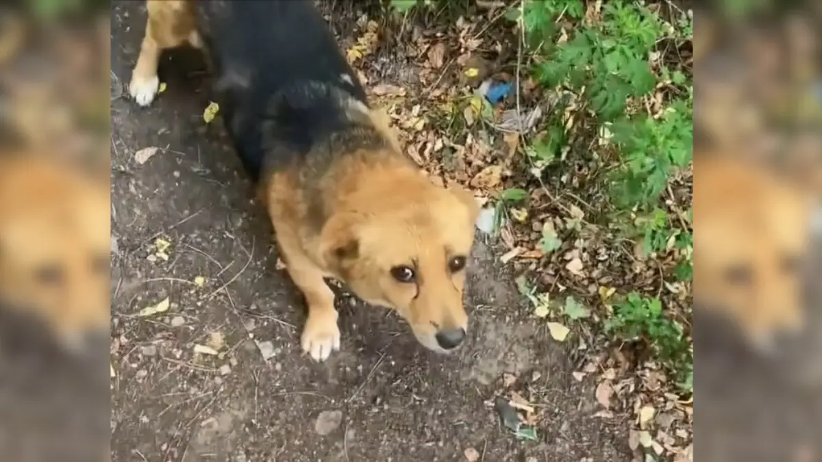 Compassionate Man Saves Hungry Pups and Worried Mama Dog in Need