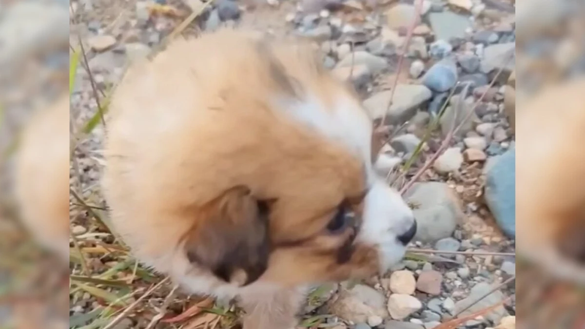 Cyclist's Ordinary Ride Turns Heartwarming with Stray Puppy Find