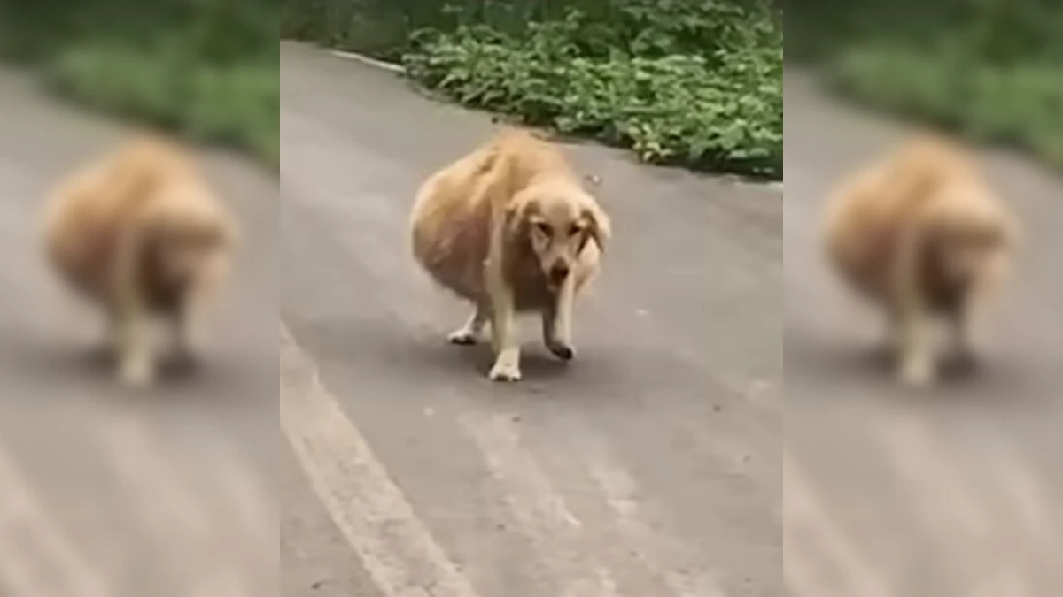 Desperate Dog with Huge Belly Finds Love and a Second Chance