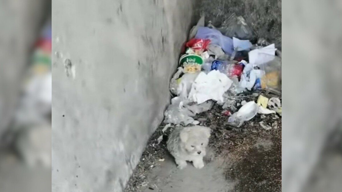 Desperate Pup Finds Food and Love in Abandoned House