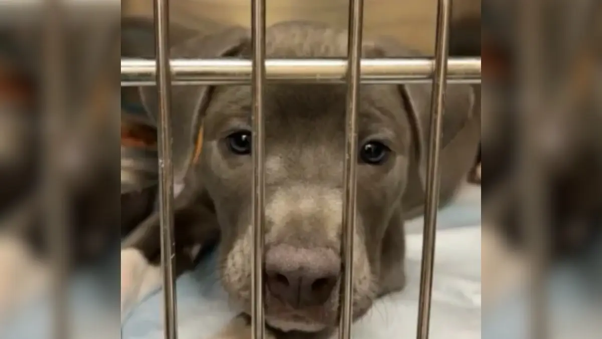 Devastated Dog Stuck at Clinic After Owner Fails to Return