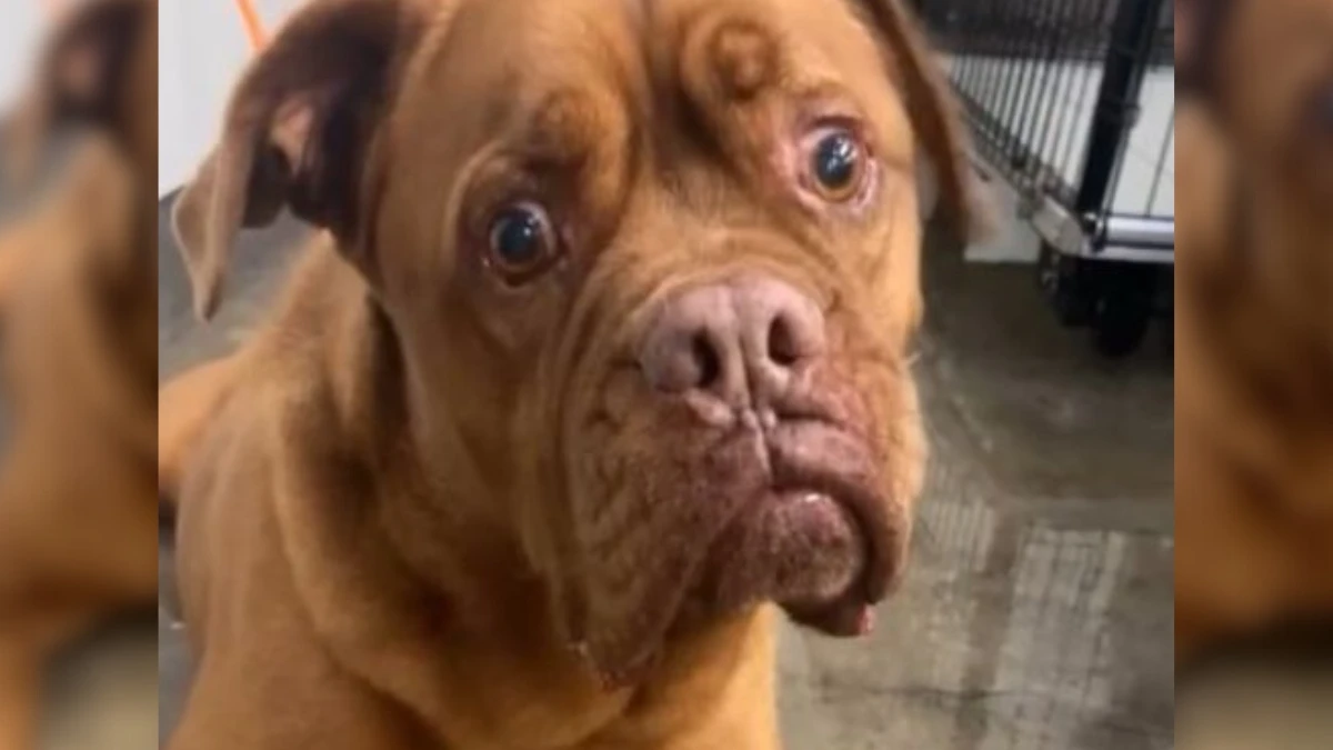 Devastated Shelter Staff React to Owner's Emotional Goodbye to 7-Year-Old Dog