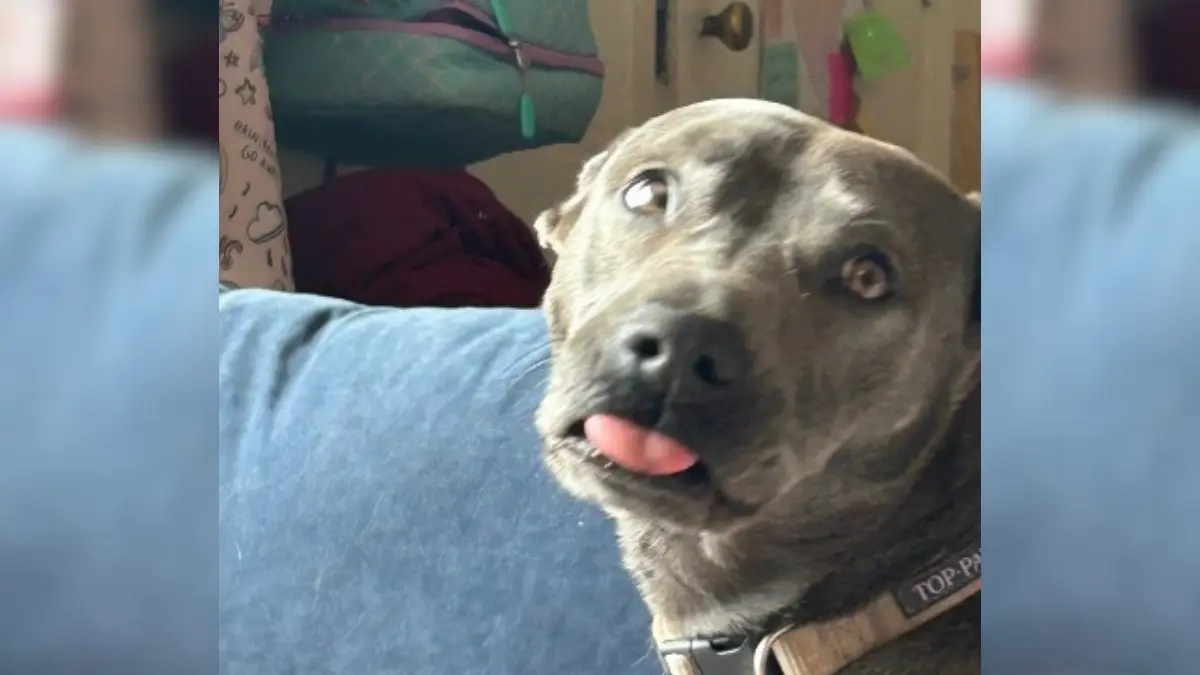 Devastated by Her Dog’s Condition, But the Vet Bill Was the Real Heartbreak 1 Devastated by Her Dog’s Condition, But the Vet Bill Was the Real Heartbreak