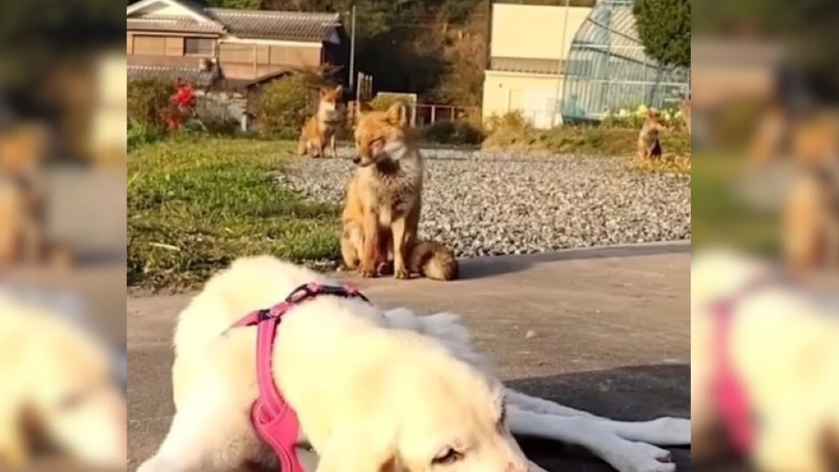 Disabled Dog's Adventure Leads to a Heartwarming Friendship