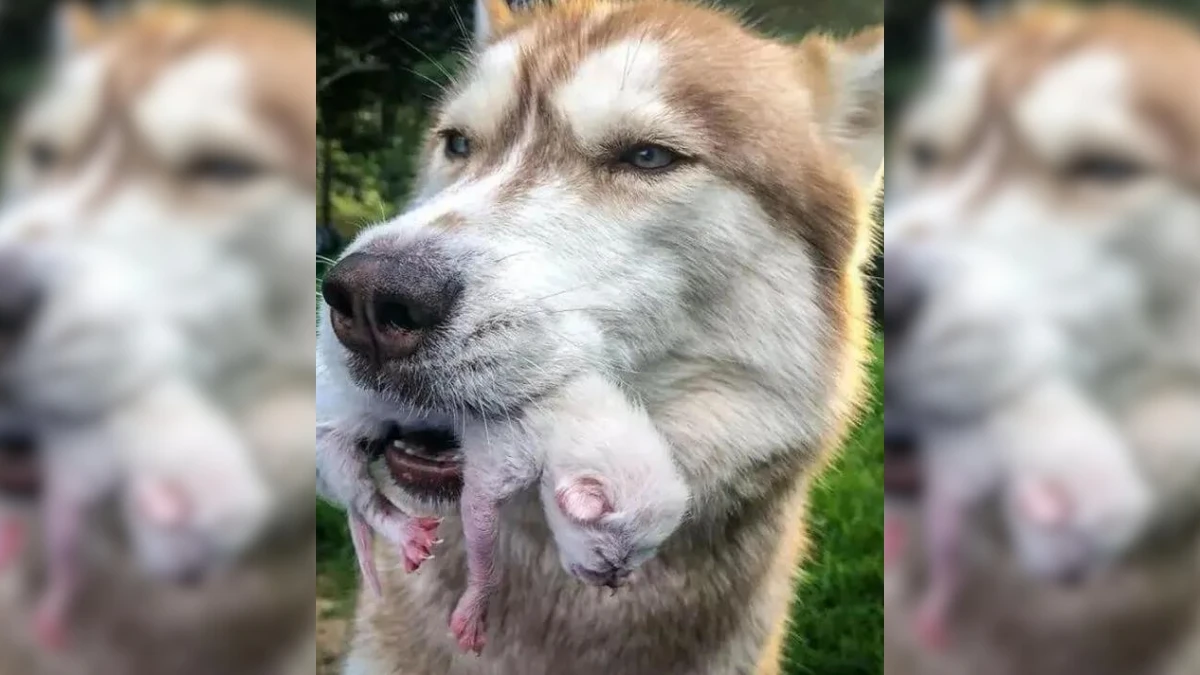 Dog Leads Owner Into Woods For Heart-Stopping Discovery