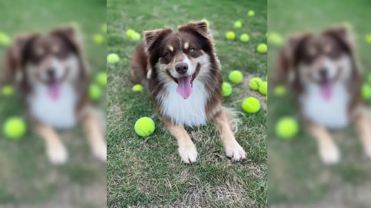 Dog's Heartwarming First Day in a Yard After Years in Apartments (1)