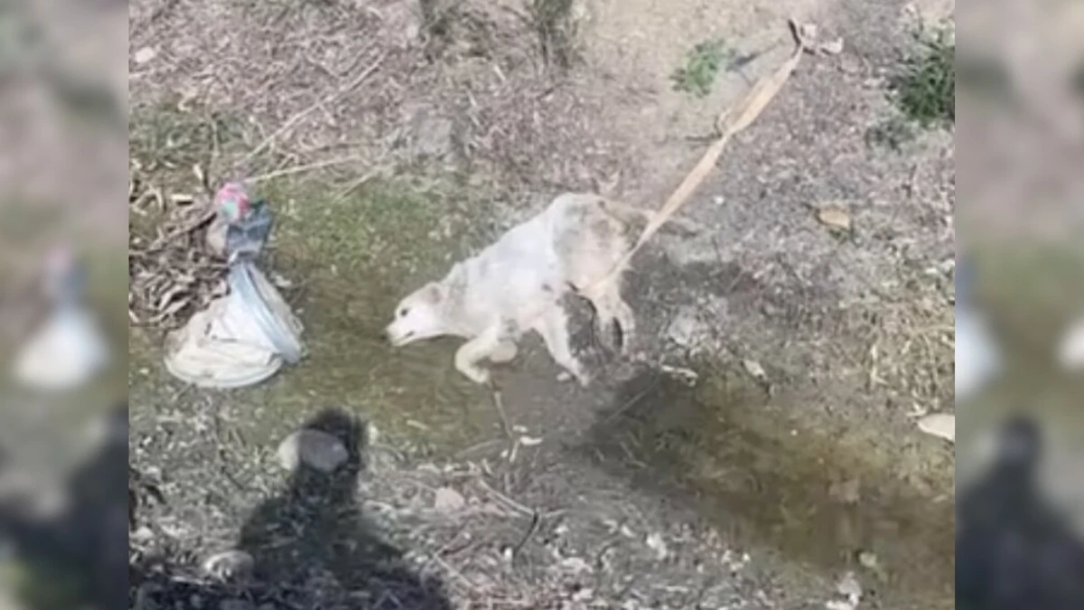 Dog's Tearful Rescue Uncovers Heartbreaking Truth