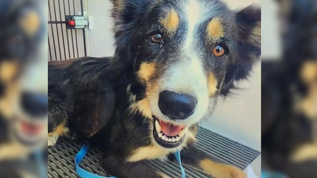 Elderly Hero Discovers a Life in Danger on Cliff's Edge