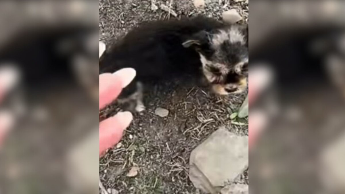 Emotional Moment as Rescuers Spot Tiny Puppy and Rush to Aid