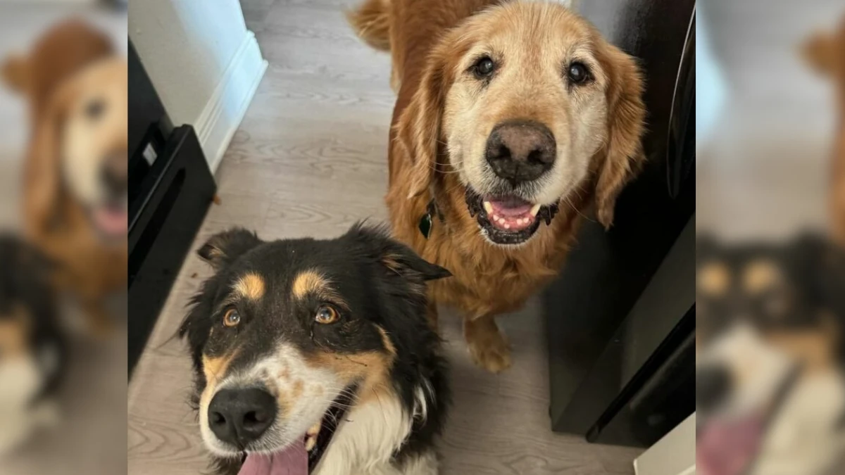 Endless Adventures with My Faithful Furry Friend