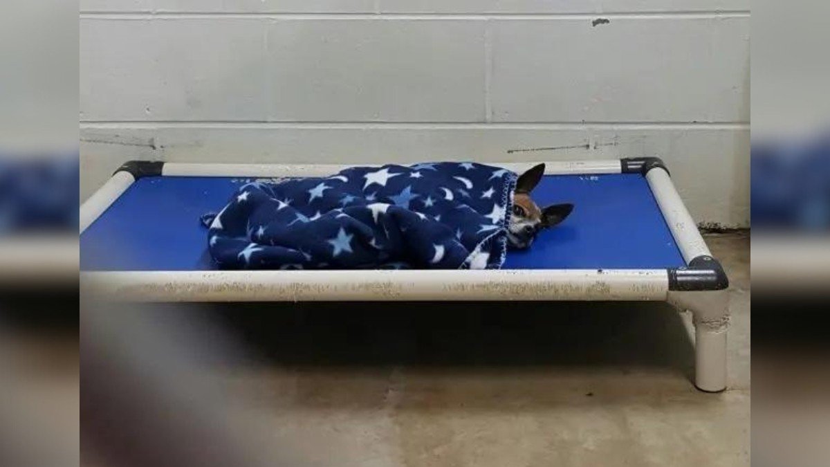 Faithful Dog Clings to Old Routine After Losing His Owner