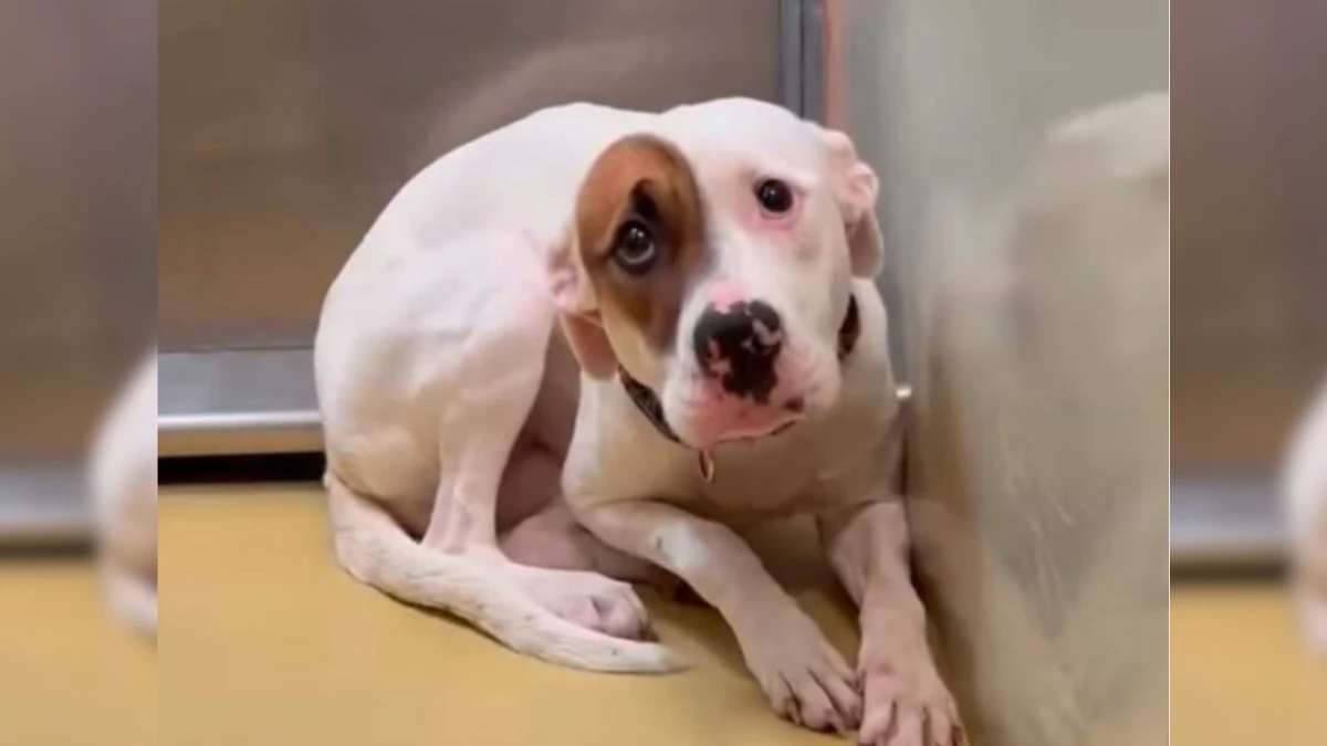 Fearful Dog Trembles Alone in Kennel, Touching Hearts Nationwide